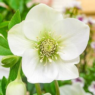 Spring Hill Nurseries 3 in. Pot, Great White Lenten Rose (Helleborus) Potted Flowering Perennial ... | The Home Depot