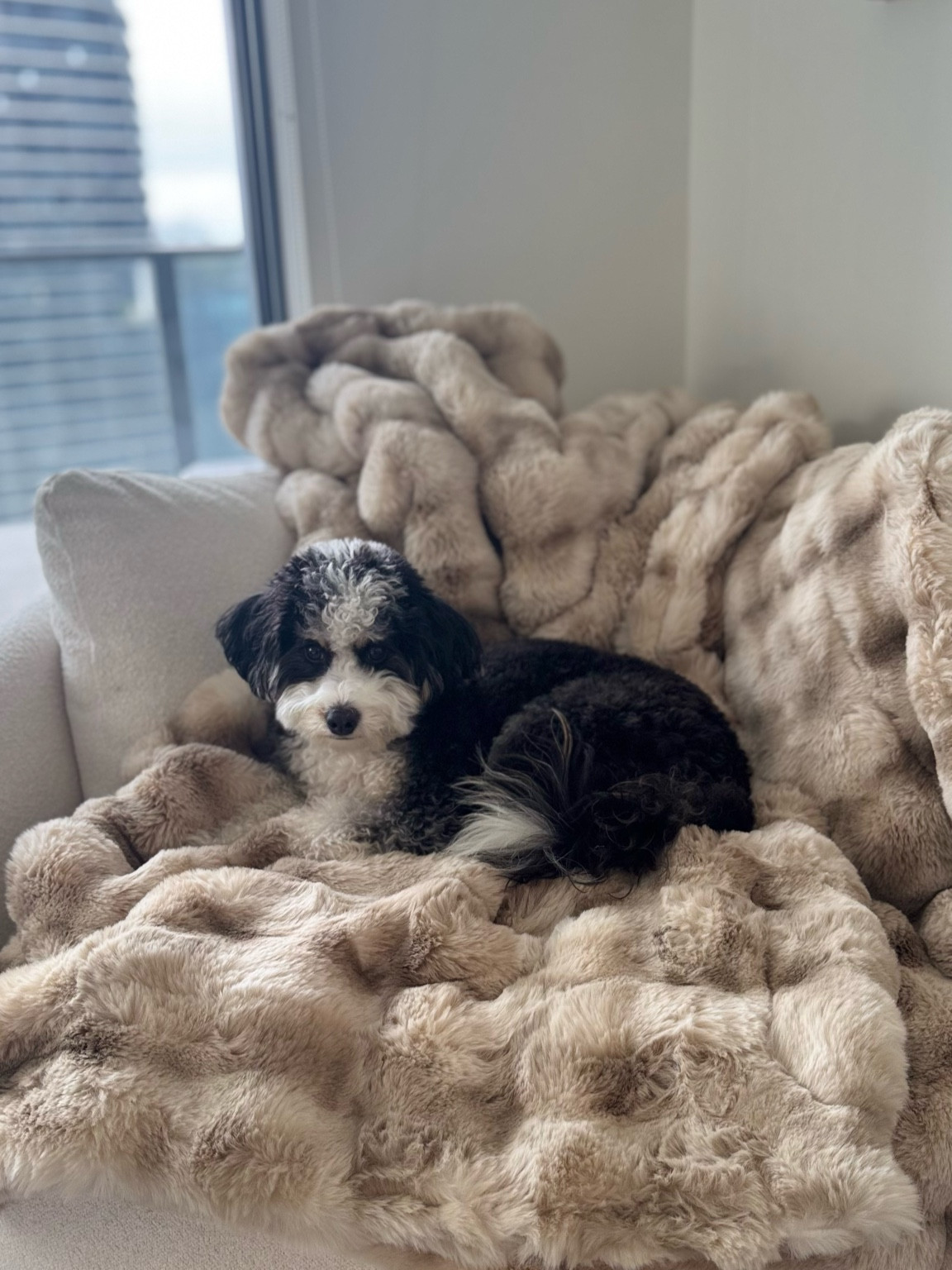 completely in love with our new LOLA weighted blanket! boujee, neutral and luxe

#LTKGiftGuide #LTKSeasonal #LTKHome