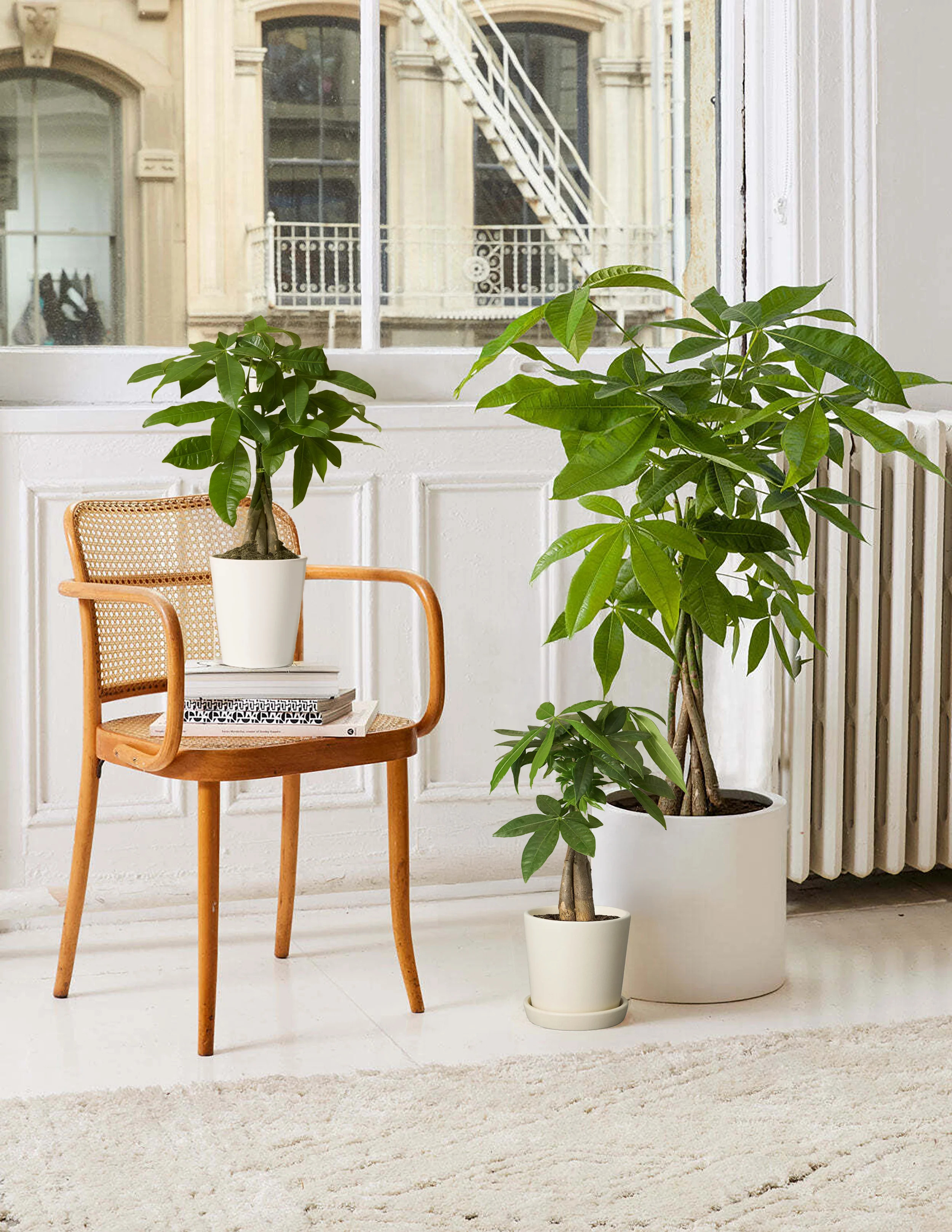 Money Tree Plant | The Sill