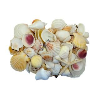 U.S. Shell Light Shell Mix with Starfish Gift Pack | Michaels Stores