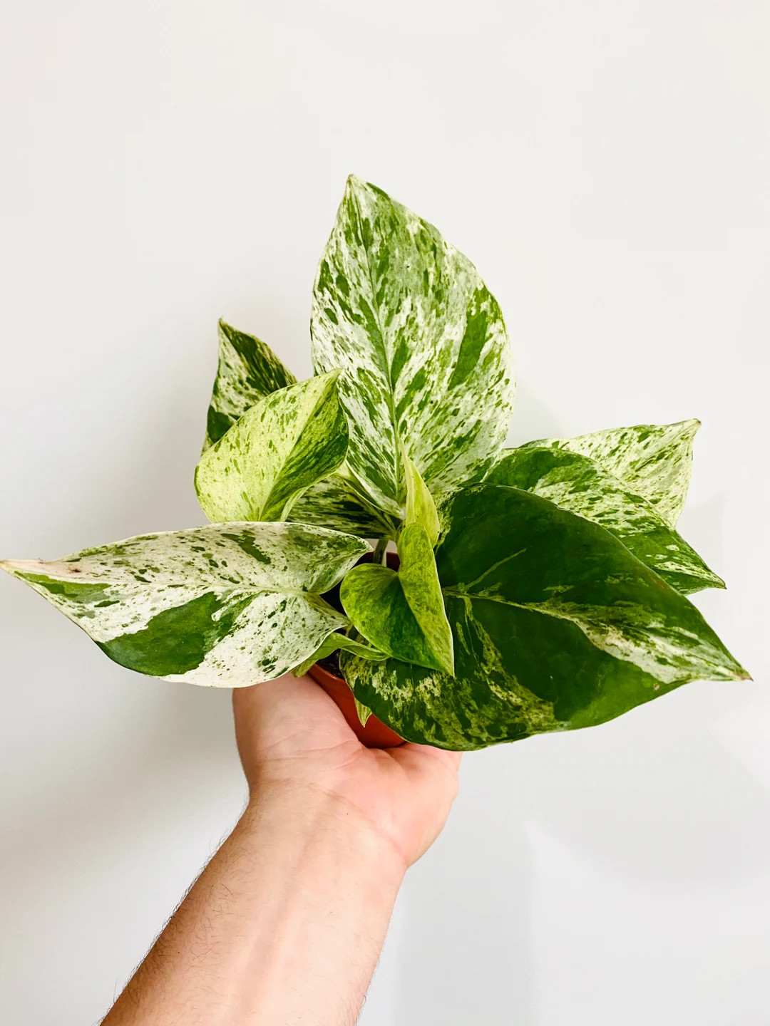 Marble Queen Pothos - Epipremnum Aureum - Devil’s Ivy - 3” Houseplant | Etsy (US)