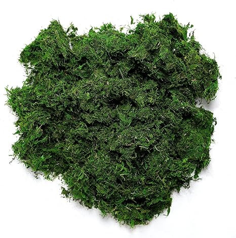 Byher 92926 Preserved Forest Moss, Fresh Green (8OZ) | Amazon (US)
