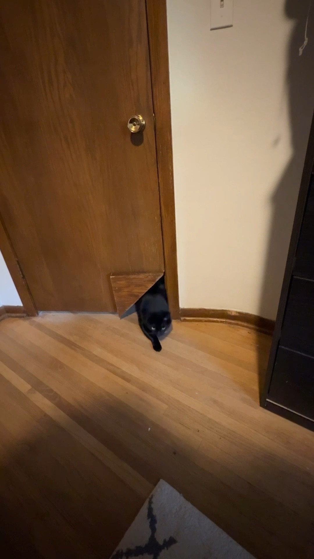 New cat door so I can finally close my door at night 🤣
