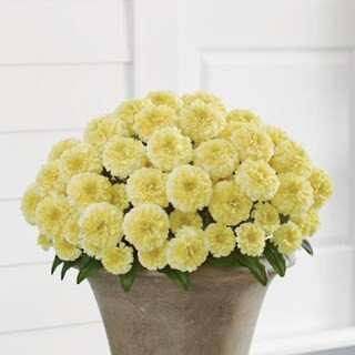 Zinnia Urn Filler | Grandin Road | Grandin Road