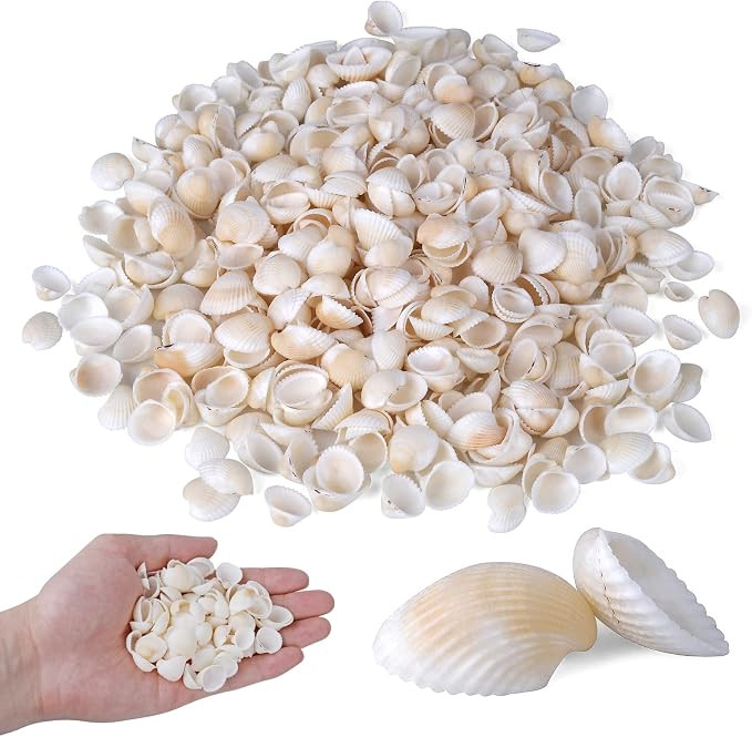 PPCLION 1000pcs 0.5-0.9" Natural Tiny Small Sea Shells White Clam Shells for DIY Craft, Jewelry M... | Amazon (US)