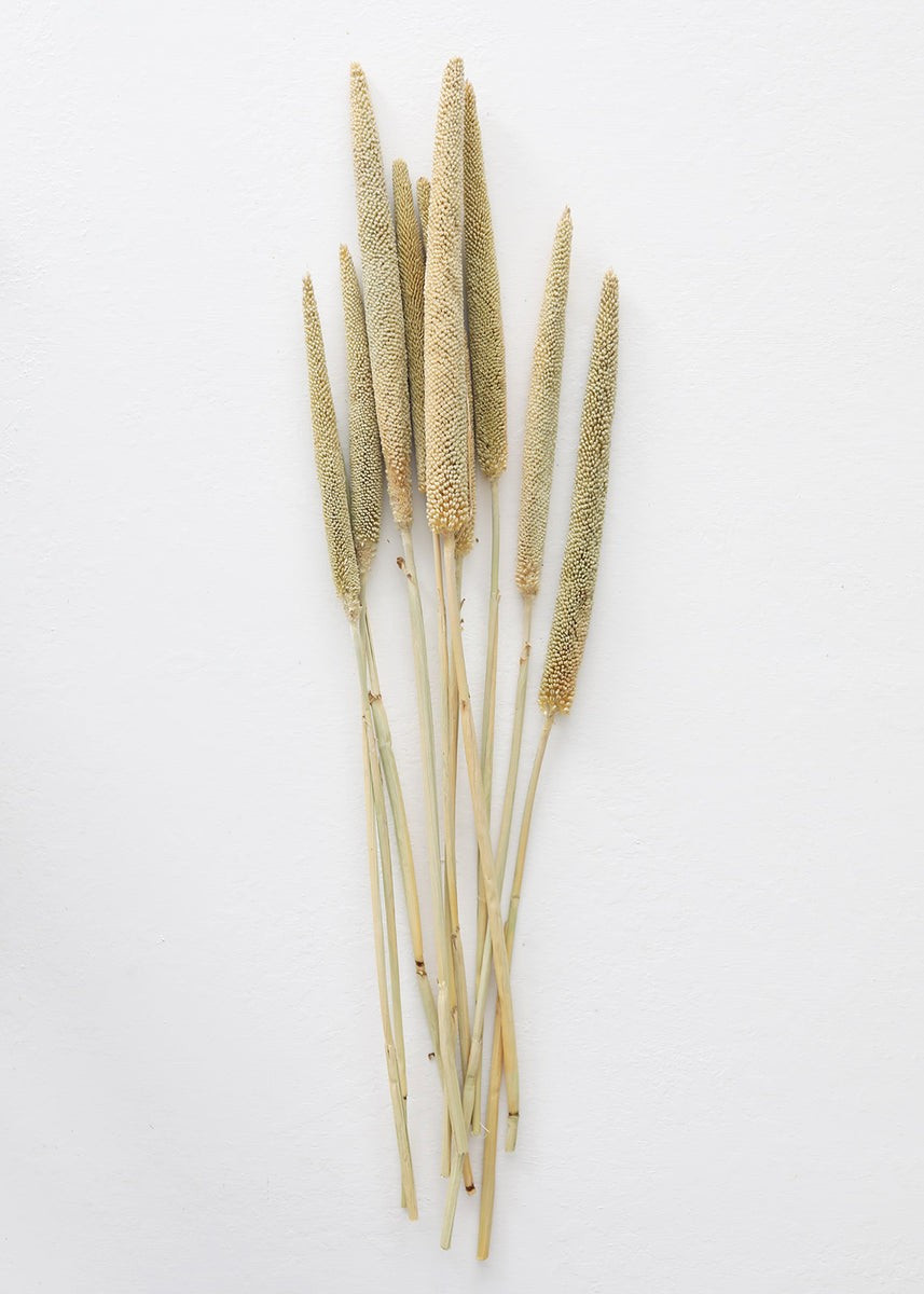 Dried Pearl Millet Grass - 24-28" | Afloral (US)