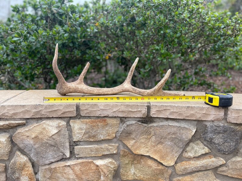 Tule Elk Antler / Elk Antler / Shed Antler / Natural Antler | Etsy (US)