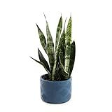 Plants by Post Sansevieria Coral Snake Plant in a 6-inch Ceramic Blue Weave Pot | Amazon (US)