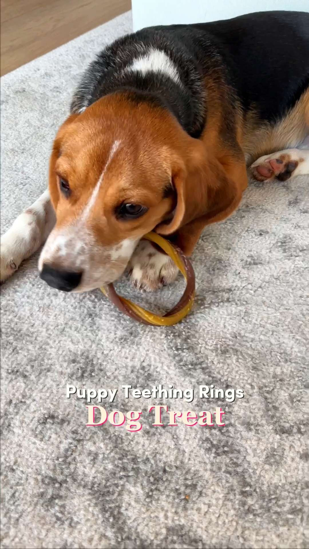 These puppy teething rings are a lifesaver during those chewy stages 🦴 Made to help soothe sore gums while giving puppies something safe and tasty to chew, they’re perfect for redirecting teething behavior. A must-have for new puppy parents and growing pups 🐶 #PuppyLife #DogMomFinds #PetCare #PuppyEssentials #DogTreats 

#LTKHome