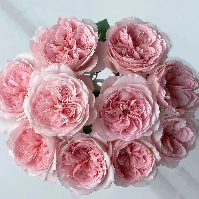 Vivian 薇薇安 - Etsy | Etsy (US)