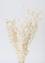 Off White Eryngium Sea Holly Dried Flowers - 14-26" Tall | Afloral (US)