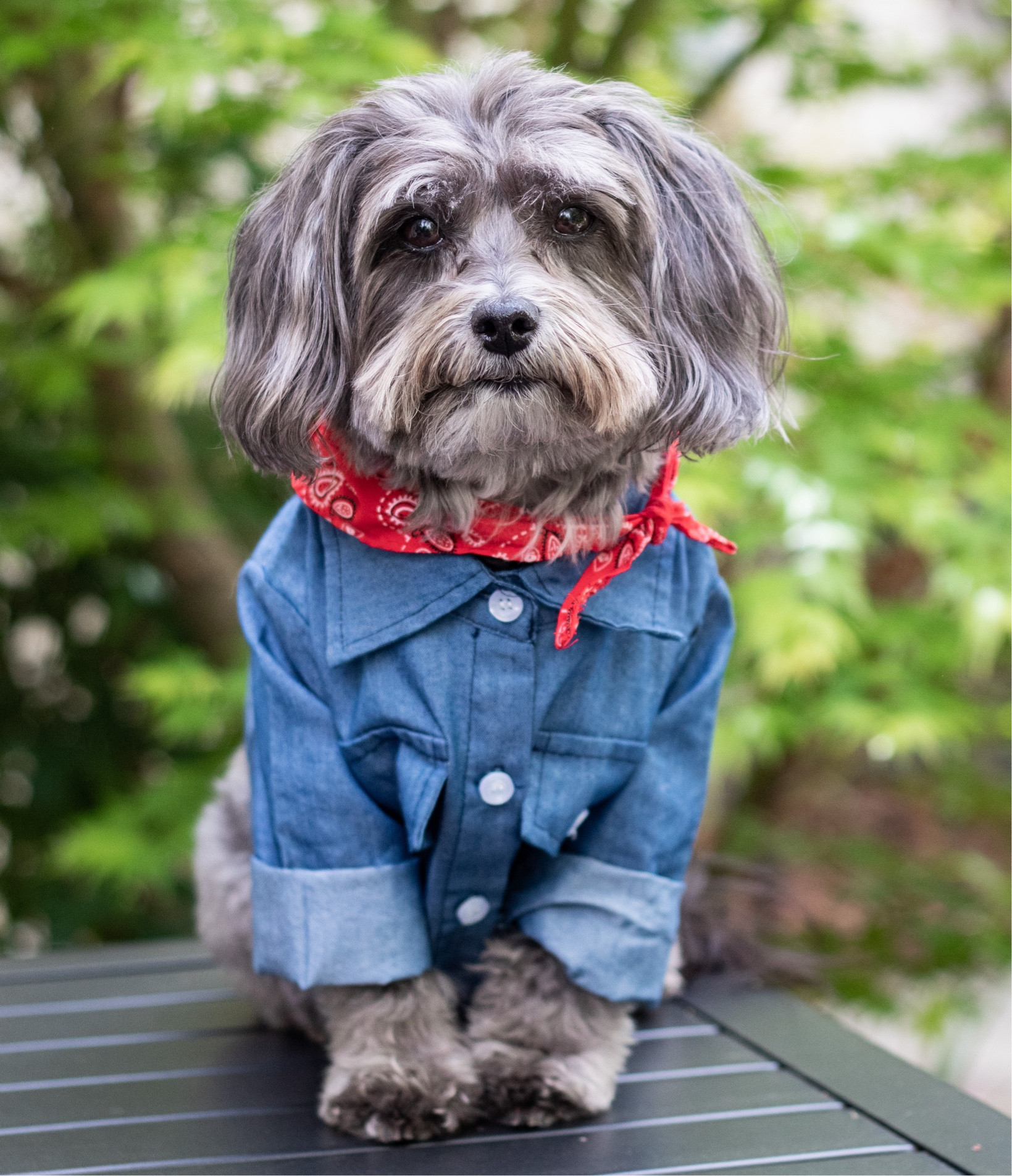 Sometimes the easiest way of getting a dog shirt for a costume or project is in infant or baby sizing. 🥰

Yes this shirt is from an infant set on Amazon & we’ve used it for several costumes and cosplays!

#LTKStyleTip #LTKBaby #LTKFindsUnder50