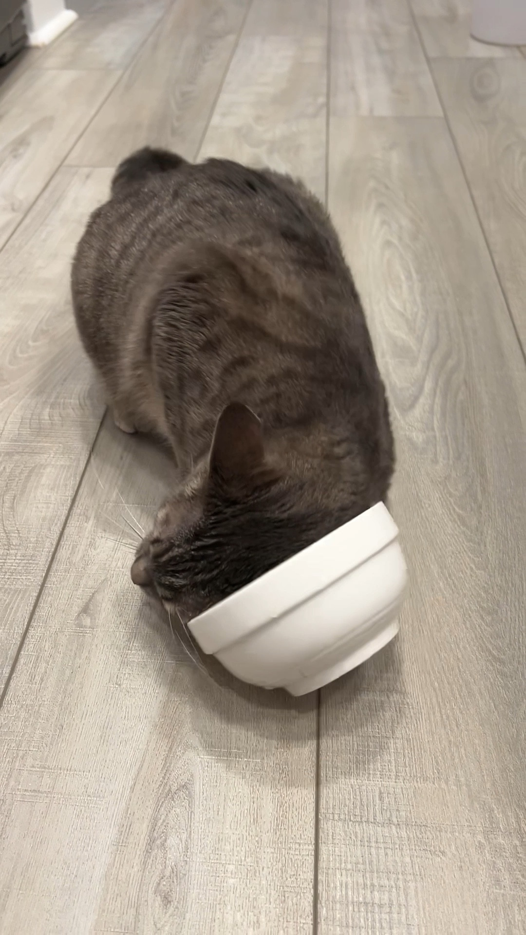 Poopy tries catnip tea for the first time 😂 Linked items are the catnip that I used, Poopy's pet bowl and water fountain! #petmusthaves #petsupplies #amazonfinds #petfeedingessential

#LTKhome #LTKVideo