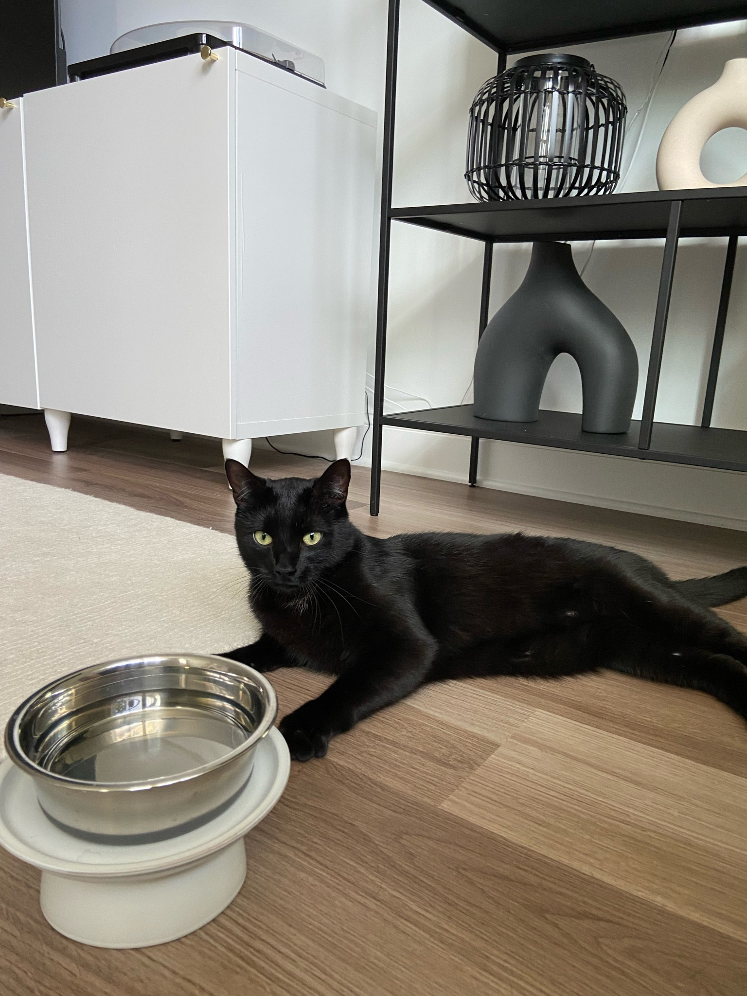 DIY elevated cat food and water stand #cat #diy