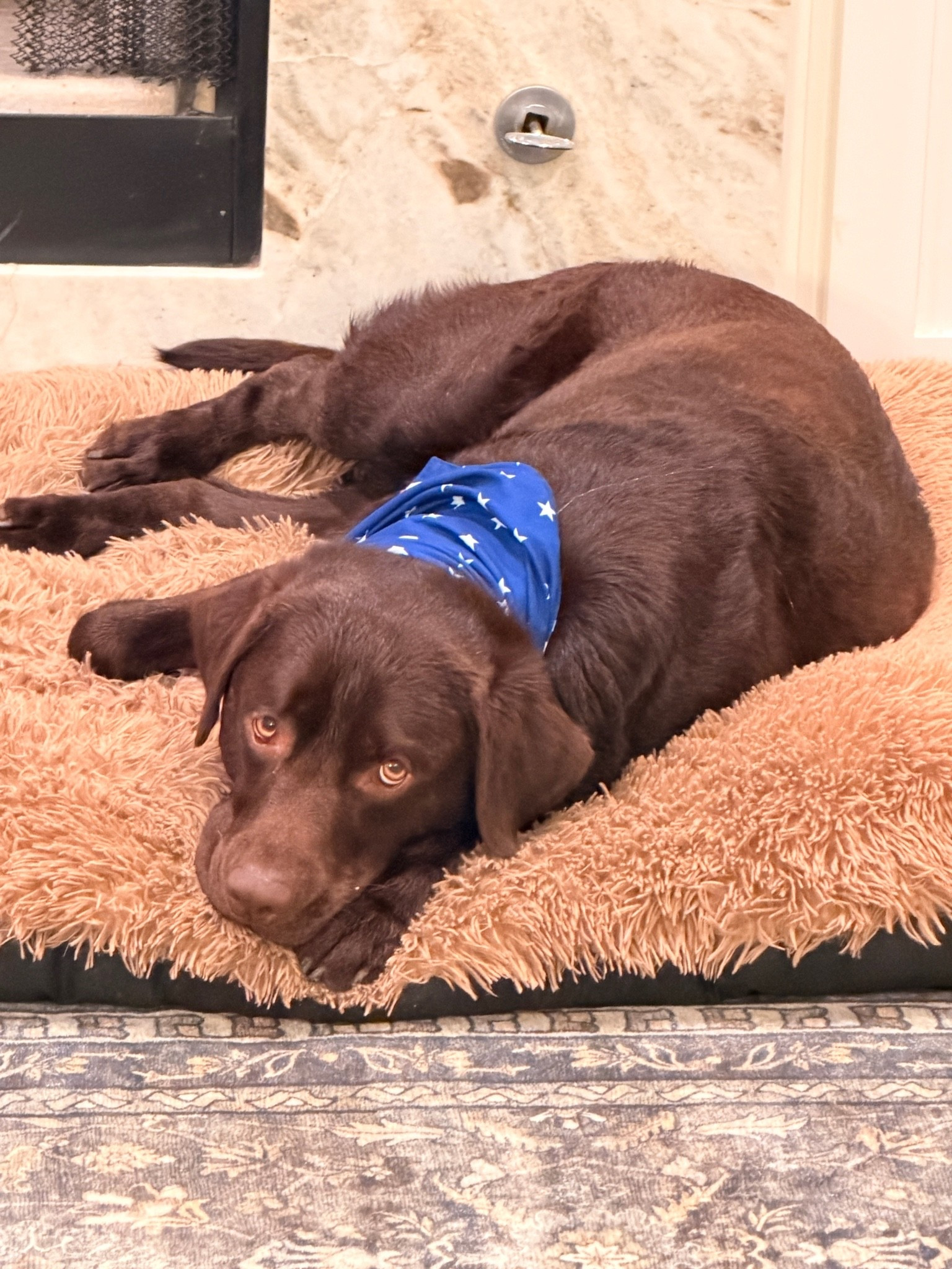 The cutest patriotic dog bandanas 🇺🇸 #dogs

#LTKootd