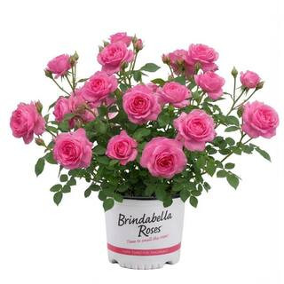 3 Gal. Pink Princess Brindabella Live Rose with Pink Flowers (1-Pack) ROSBR3PRI1PK - The Home Dep... | The Home Depot