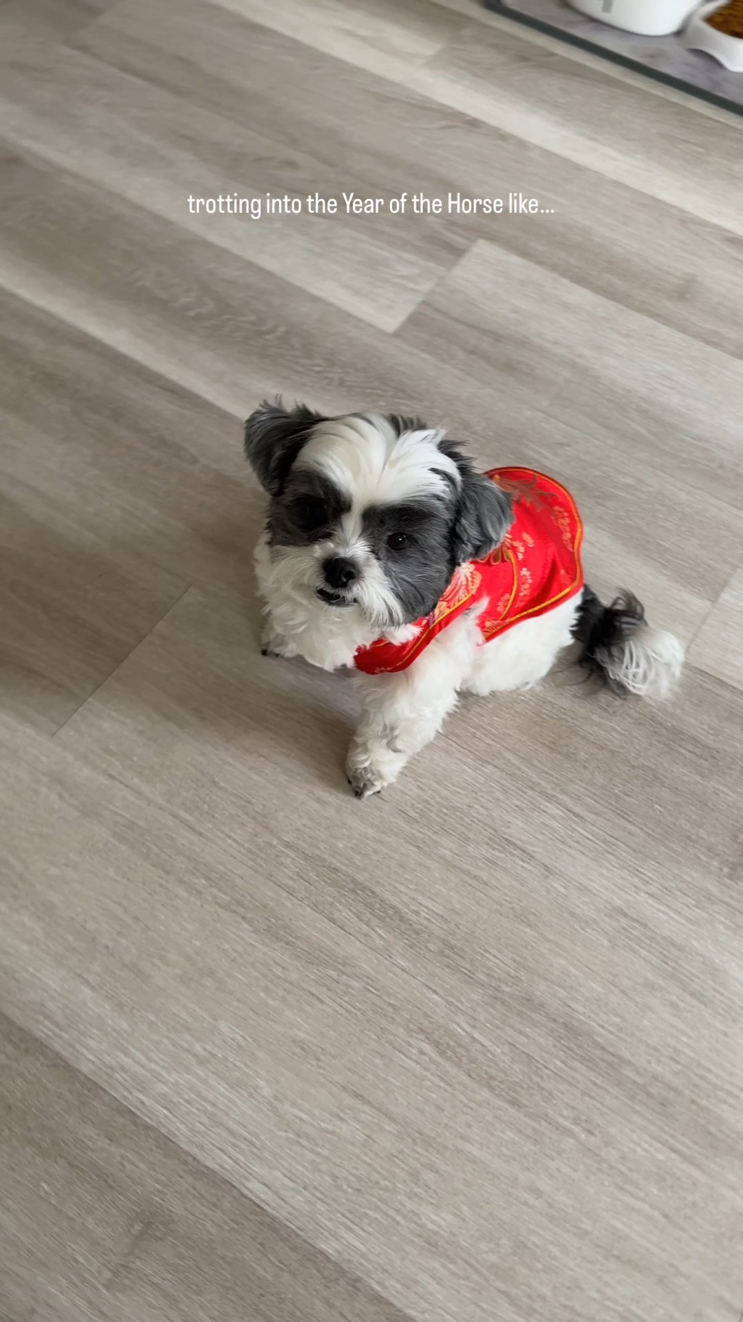 Happy Lunar New Year!! 🧧🐴✨♥️ Gallop into 2026 with love, luck, and fearless new beginnings. The Year of the Horse is all about passion, freedom, and chasing what sets your soul on fire. Saddle up for big wins and beautiful adventures ahead. Wishing you a year full of grace, drive, and unstoppable energy. 💫

How cute is this Lunar New Year outfit for your dog? Milo looks adorable!! I sized up for a Medium for him. 

Dog outfit, dog costume, The Stylizt 



#LTKBaby #LTKstorytime #LTKSeasonal