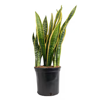 Costa Farms Grower's Choice Sansevieria Snake plant House plant in 10 Inch(es) Pot 1.0 -Pack | Lowe's