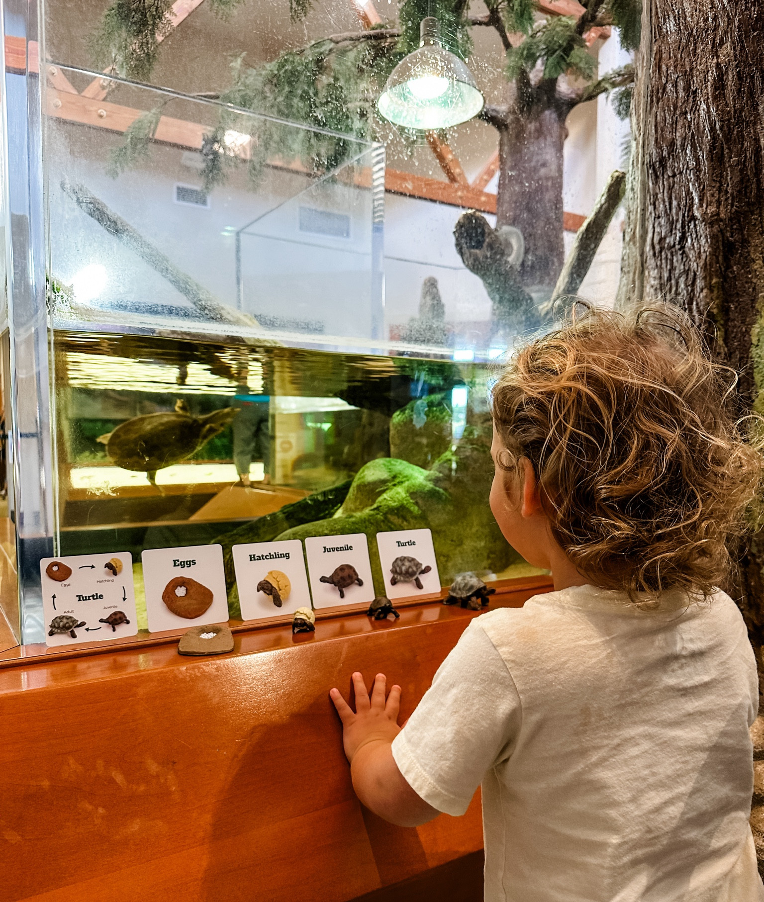 Educational toys • homeschool • homeschool preschool • toddler activities • lifecycle toys • STEAM toys • 

#LTKfamily #LTKkids #LTKU