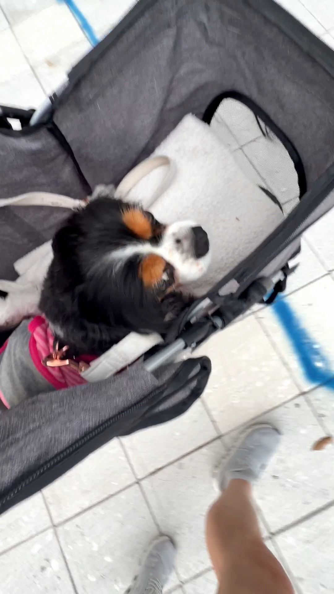 Anna is doing great postop after her splenectomy and biopsy surgery overnight in ICU care. This stroller on Amazon has been such a savior to my ability to get her out and about. I’m able to pop her in and out and get up and down my condo much easier! 
I highly recommend for my pet parents. 

I also have an older Cavalier, Scarlett O’Hara, who is 13 and loves this. Prayers for Anna as she recovers; she’s doing great! ￼