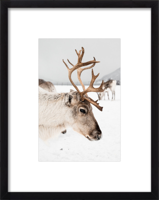 Reindeer With Antlers In The Snow | Tromsø Norway | Artfully Walls