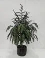Downswept Pine Tree Arrangement in Black Pot Christmas Tabletop Decoration, Green, 25", by My Tex... | Walmart (US)