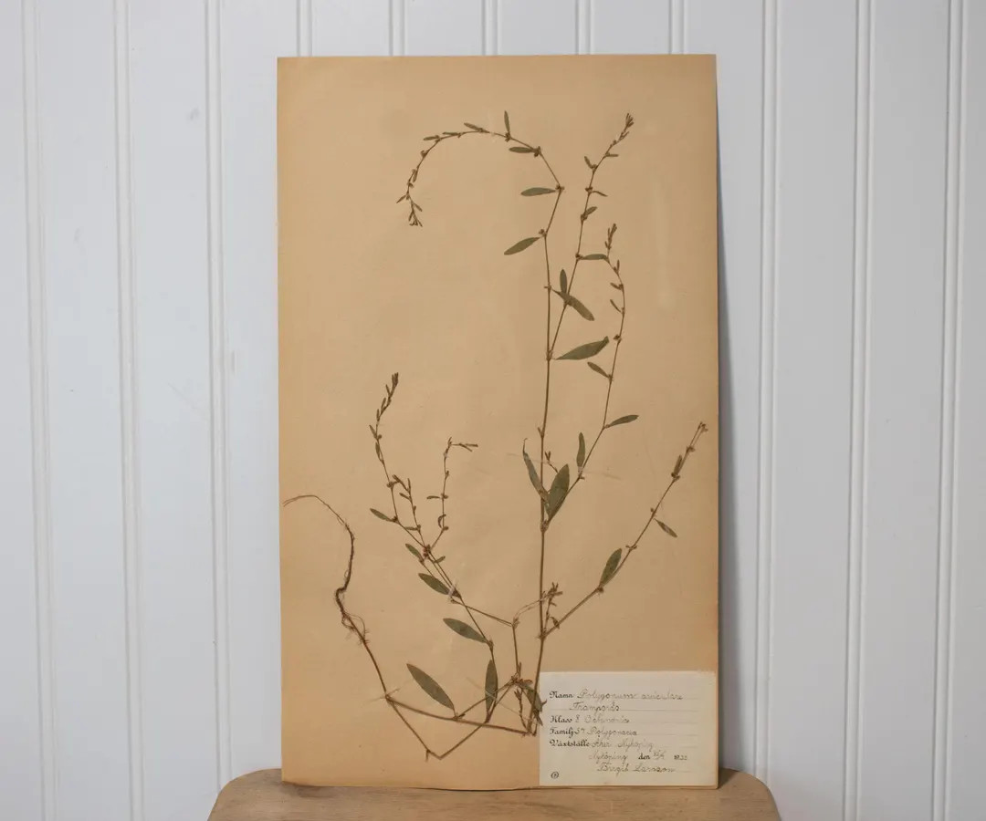 Antique Swedish Herbarium Botanical Specimen 1932 | Etsy (US)