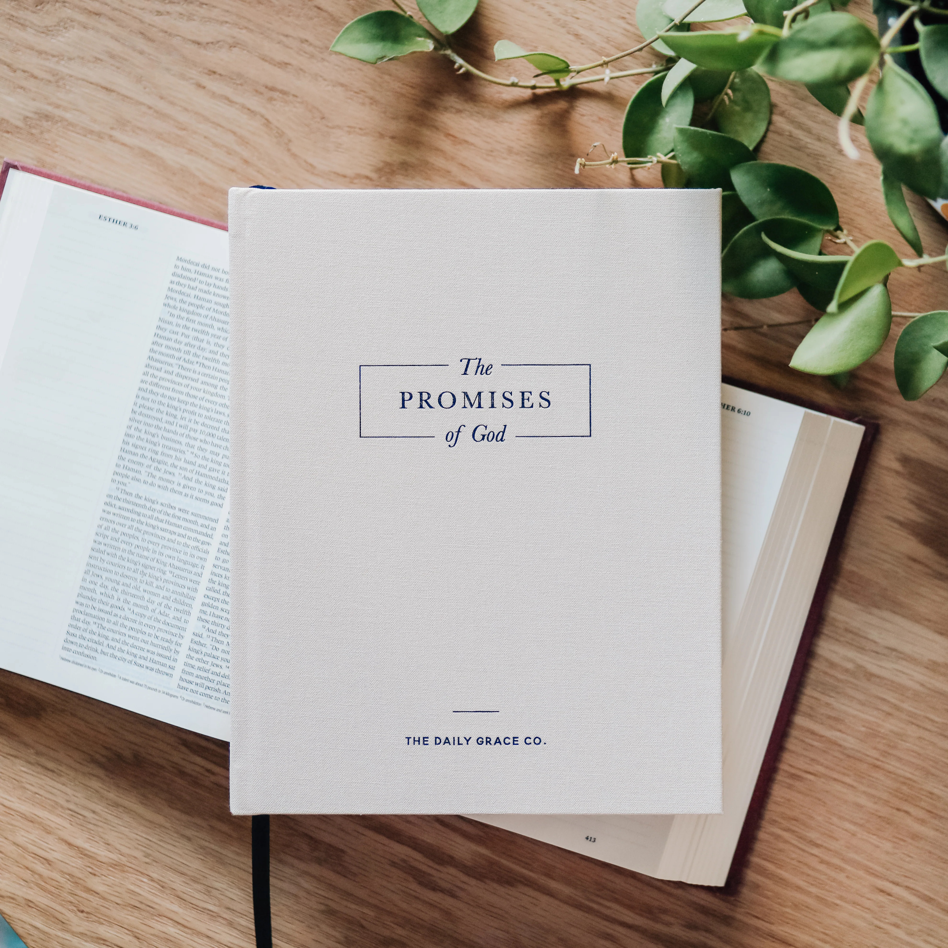 The Promises of God | The Daily Grace Co.