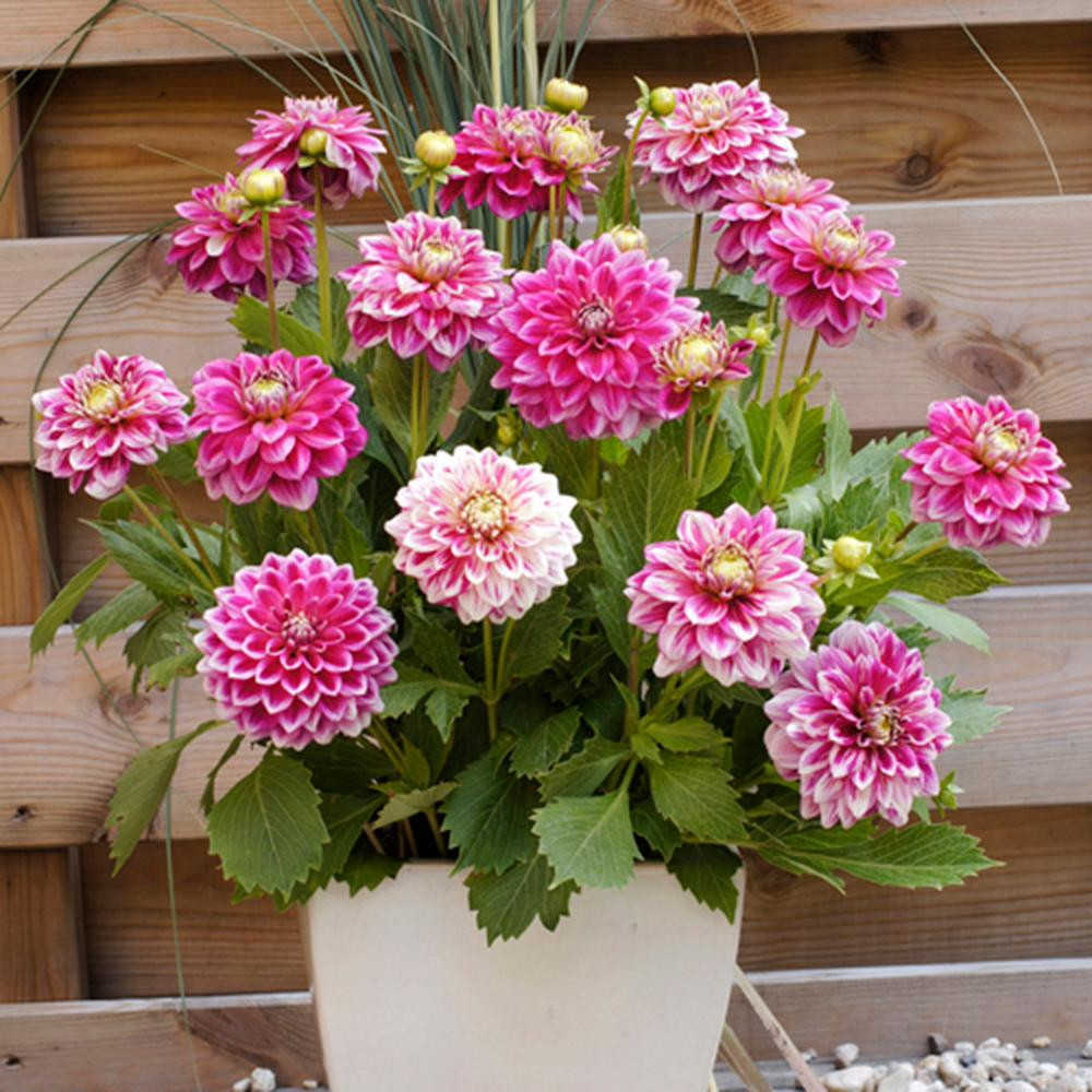 Dahlias Go Go 2-Tone Bulbs (Set of 3) | The Home Depot