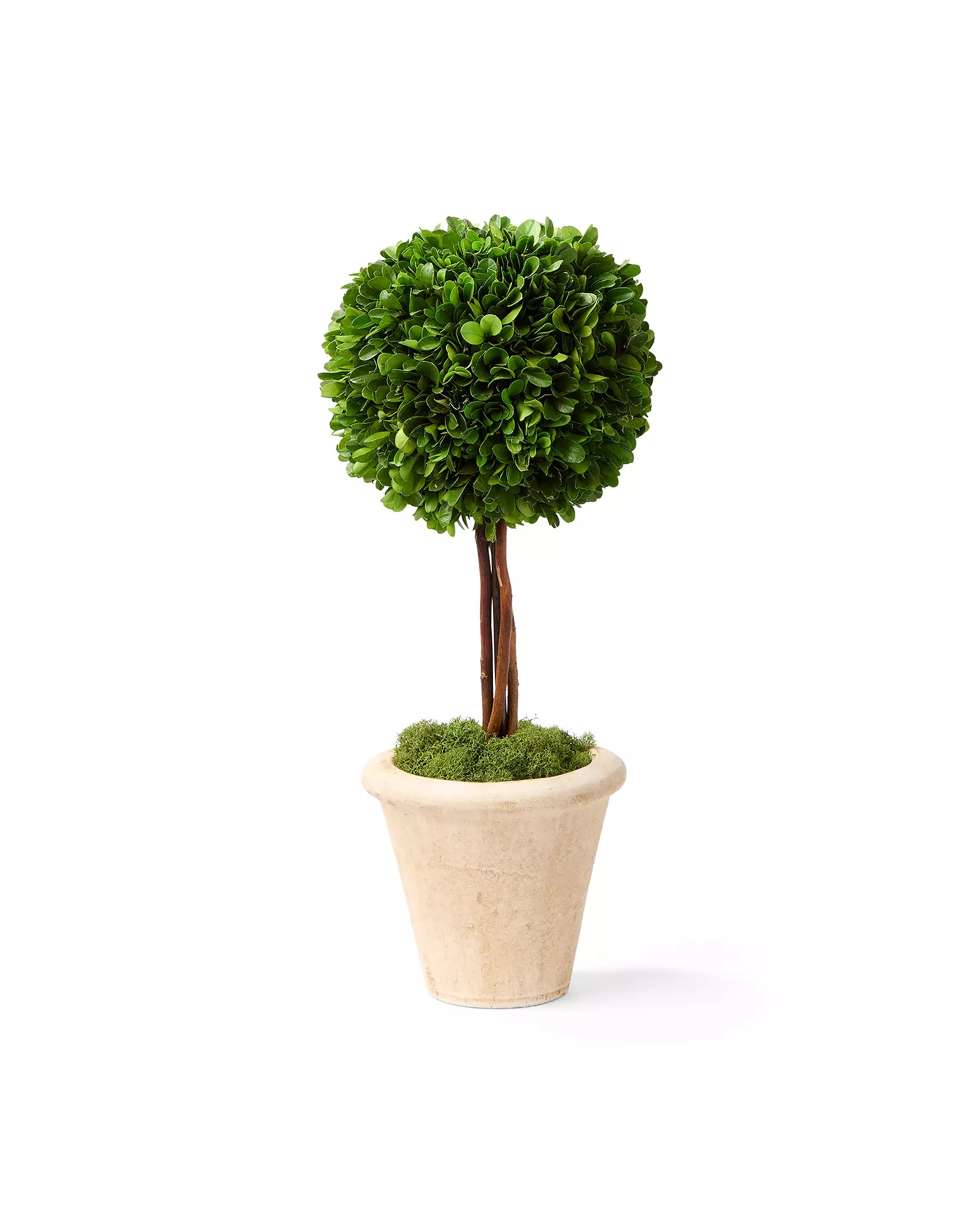 Boxwood Topiaries | Serena and Lily