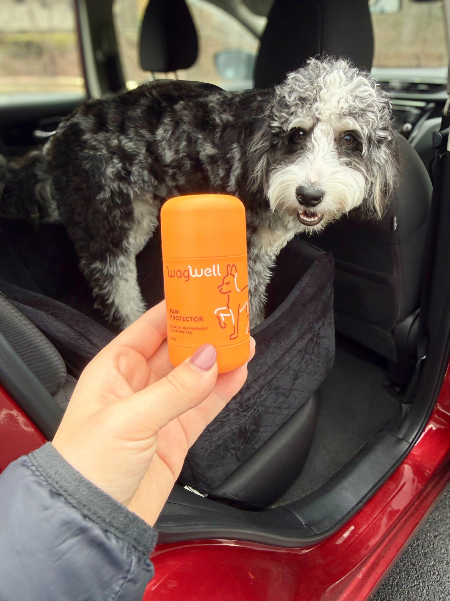 Paw protector I use for our long walks! 

Pets, dogs, active

#LTKActive #LTKdayinmylife #LTKSeasonal