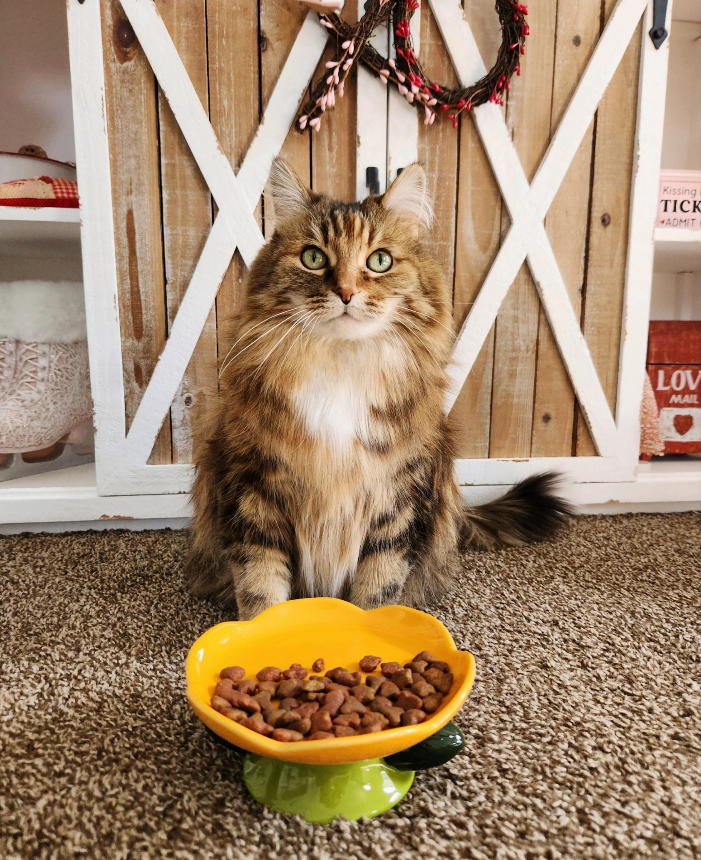 #ad The Cutest Addition To My Kitchen, This @HappyandPolly Flower Cat Plate🌼Perfect For Dry Food, Pâté Or Water💦& Of Course, Tasha Loves It Too😺🔼Linked In My Bio🔼#Sponsored #HappyandPolly #Cat #TashaBebe

