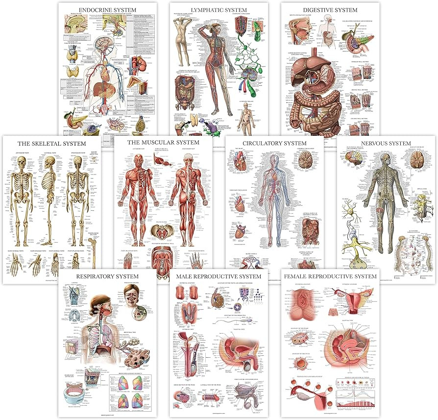 10 Pack - Anatomical Poster Set - LAMINATED - Muscular, Skeletal, Digestive, Respiratory, Circula... | Amazon (US)