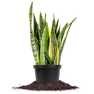 Snake Plant Sansevieria Laurentii Plant in 6 in. Grower's Pot | The Home Depot