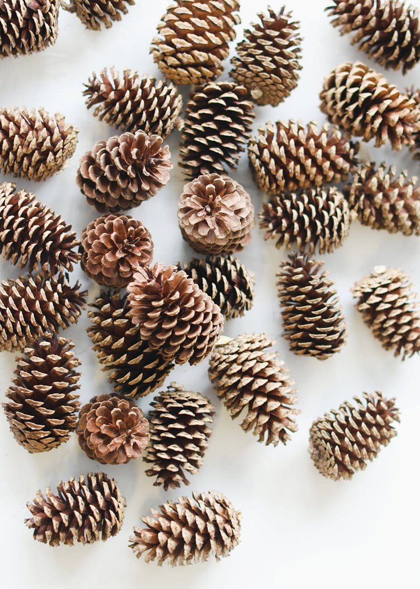 Box of 100 Natural Pine Cones - 2-6" | Afloral