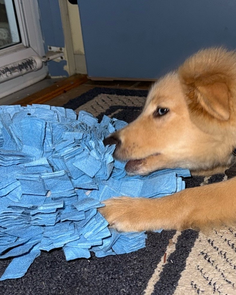 My dog loving his snuffle pad! Hide treats and food in it to keep puppy occupied and happy.