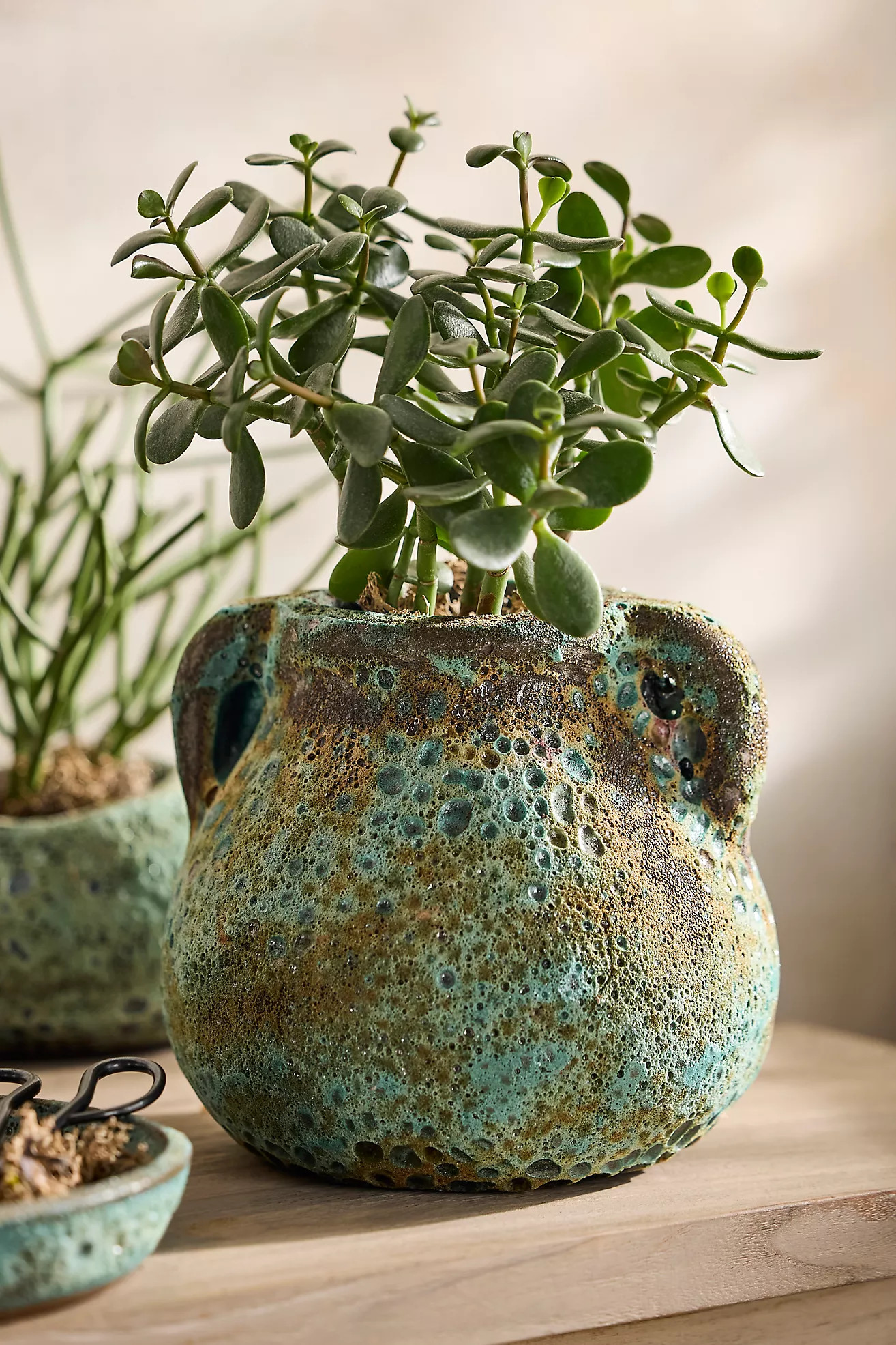 Barnacle Amphora Pot | Terrain