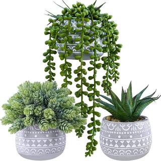 Small Potted Succulent Plants, 3-Pack L0C3M1HKKG - The Home Depot | The Home Depot