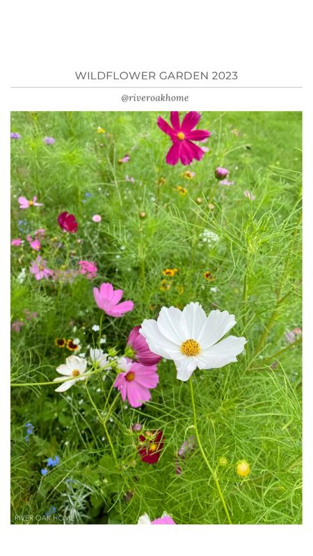 Wildflower garden for summer cut flowers.

#LTKhome #LTKSeasonal