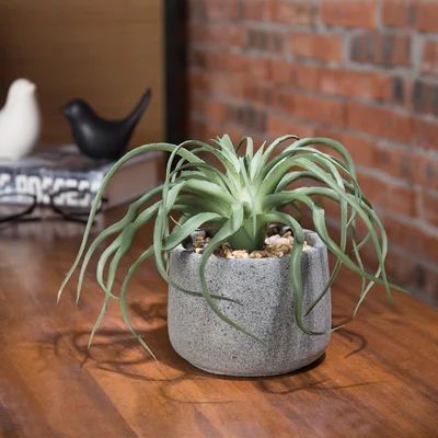 2.7" Artificial Succulent in Pot 17 Stories | Wayfair North America
