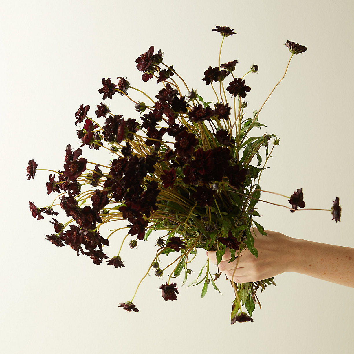 Fresh Chocolate Cosmos Bunch | Terrain