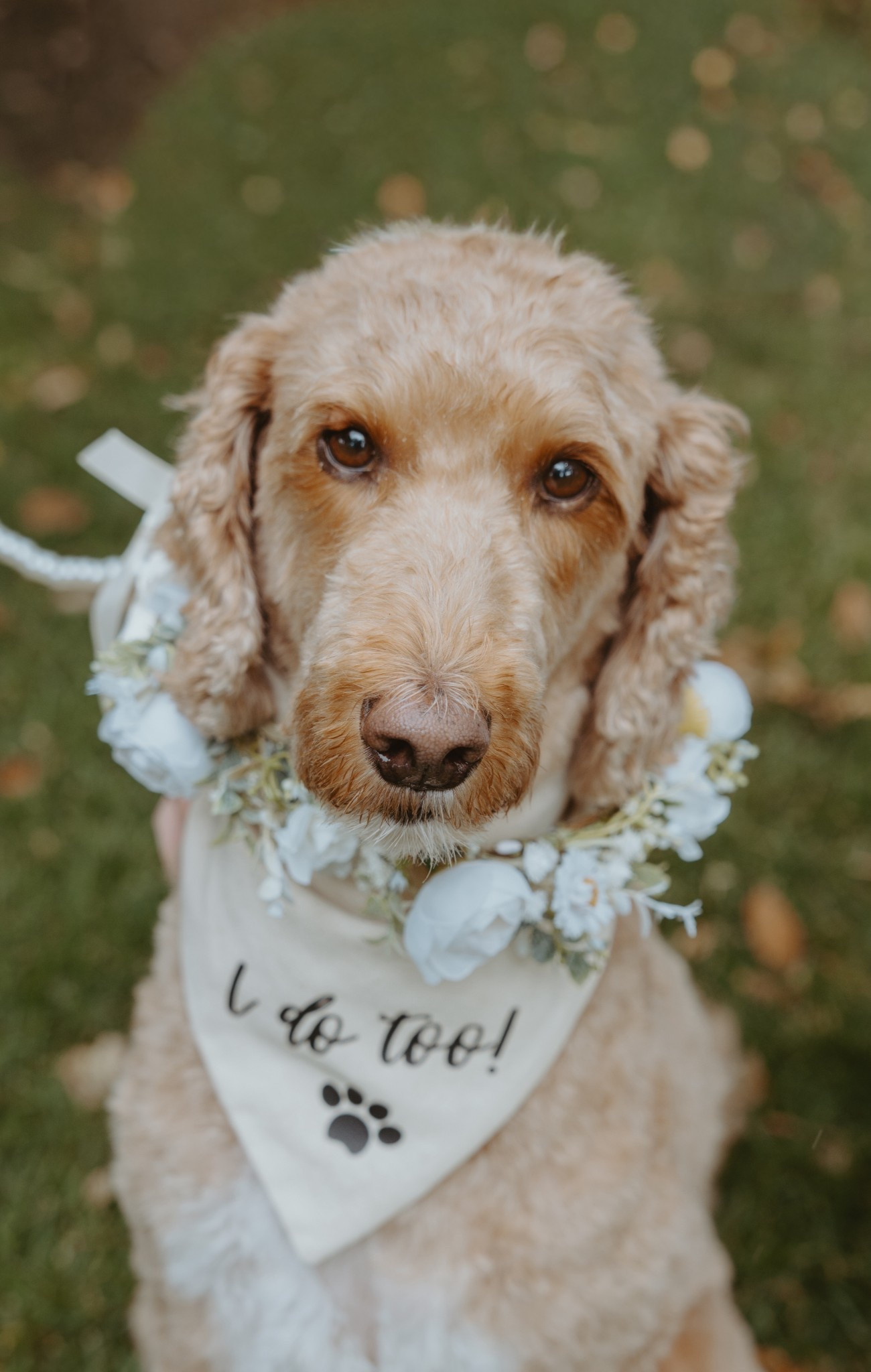 Our dog flower girl 🐶💍

#LTKWedding #LTKootd #LTKSeasonal