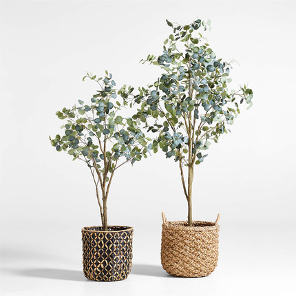 Faux Silver Dollar Eucalyptus Tree 6'
