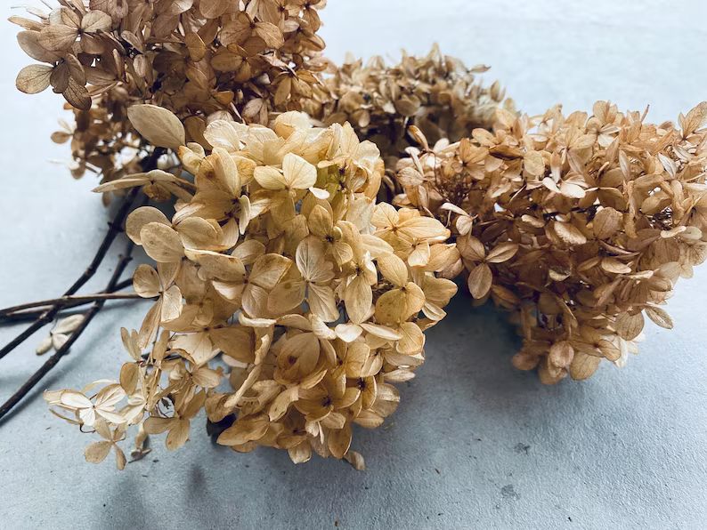Brown Dried Hydrangeas cone Shape petite Size, 5 Stems - Etsy | Etsy (US)