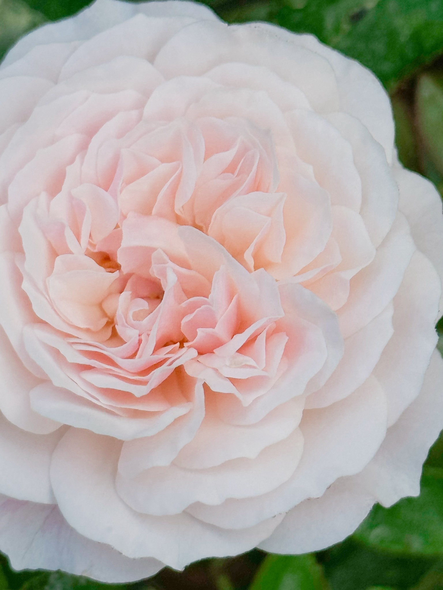 Get Bliss, Michaelangelo and Raspberry Cupcake for only $44!  

#LTKmorningroutine #LTKSeasonal #LTKspring