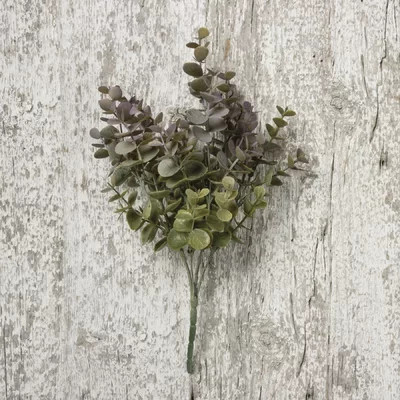 Eucalyptus Plant Gracie Oaks | Wayfair North America