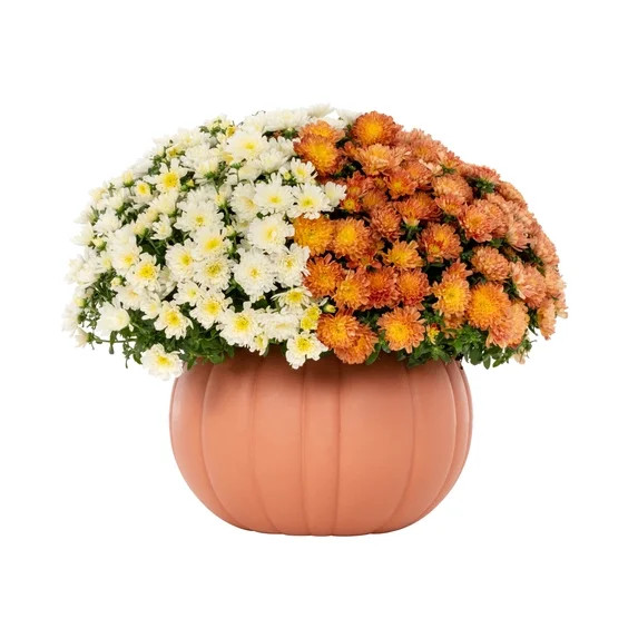 Better Homes & Gardens 3QT Orange & White Bi-Color Garden Mum Live Plant in Pumpkin Planter | Walmart (US)