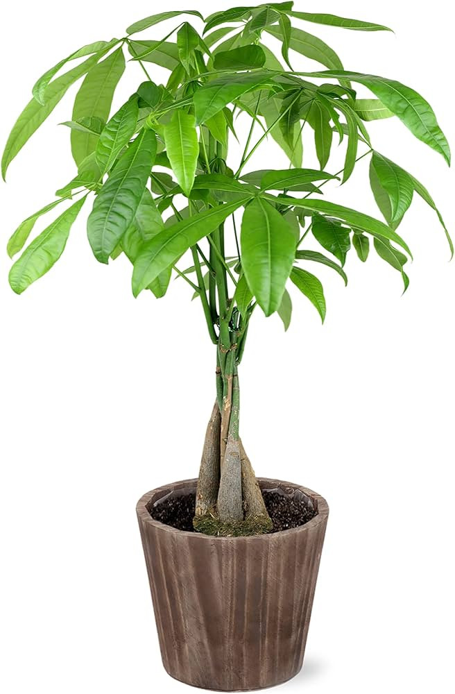 Just Add Ice JA5031 Money Tree in Brown Wilson Wood Pottery, Live Indoor Plant, Fully-Rooted, Hea... | Amazon (US)
