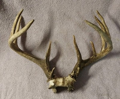 WILD 12 POINT Whitetail Deer Skull Cap Antlers  Man Cave Taxidermy 15" Spread | eBay US