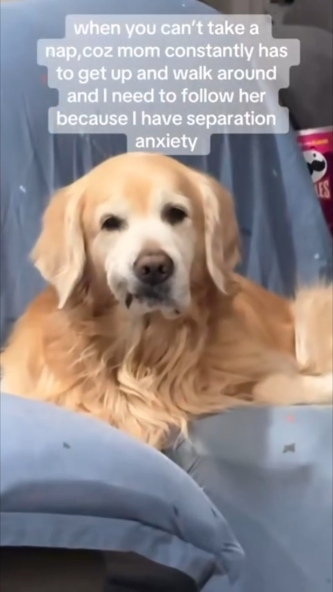 lol Dog Mom Life 😂🐾🫶🏼

Subscribe Youtube - https://www.youtube.com/c/PamDSouza 

Follow Instagram - https://www.instagram.com/justchillwithpam

Coupon codes - https://linktr.ee/pamdsouza
——
#goldenretrievers #dogmom #dogmomlife #funny #cutedog #pets #animals #justchillmydog #pamdsouza